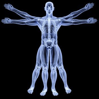 Anatomie Vivante