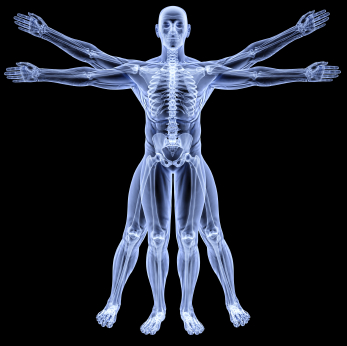 Anatomie Vivante